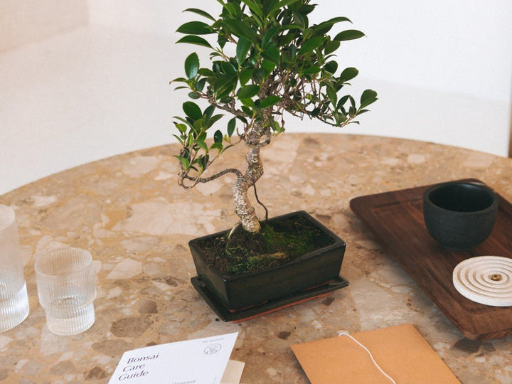 The mental health benefits of bonsai pruning - The Bonsaïst