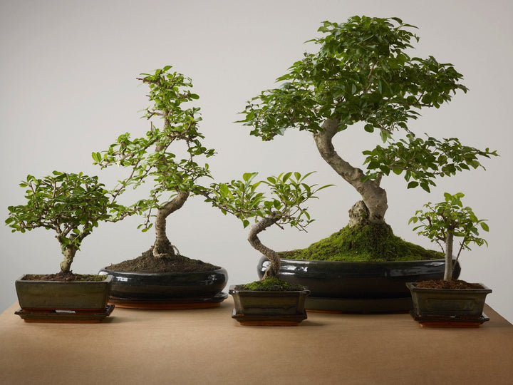 Types of Bonsai trees - The Bonsaïst