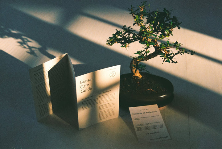 A beginner's guide to bonsai care - The Bonsaïst