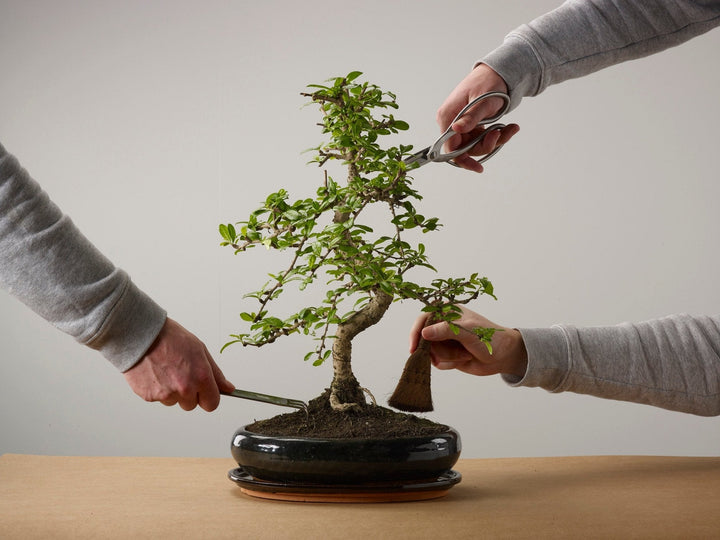 Are Bonsai trees hard to care for? - The Bonsaïst