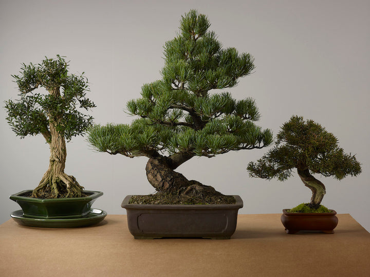 private collection bonsai