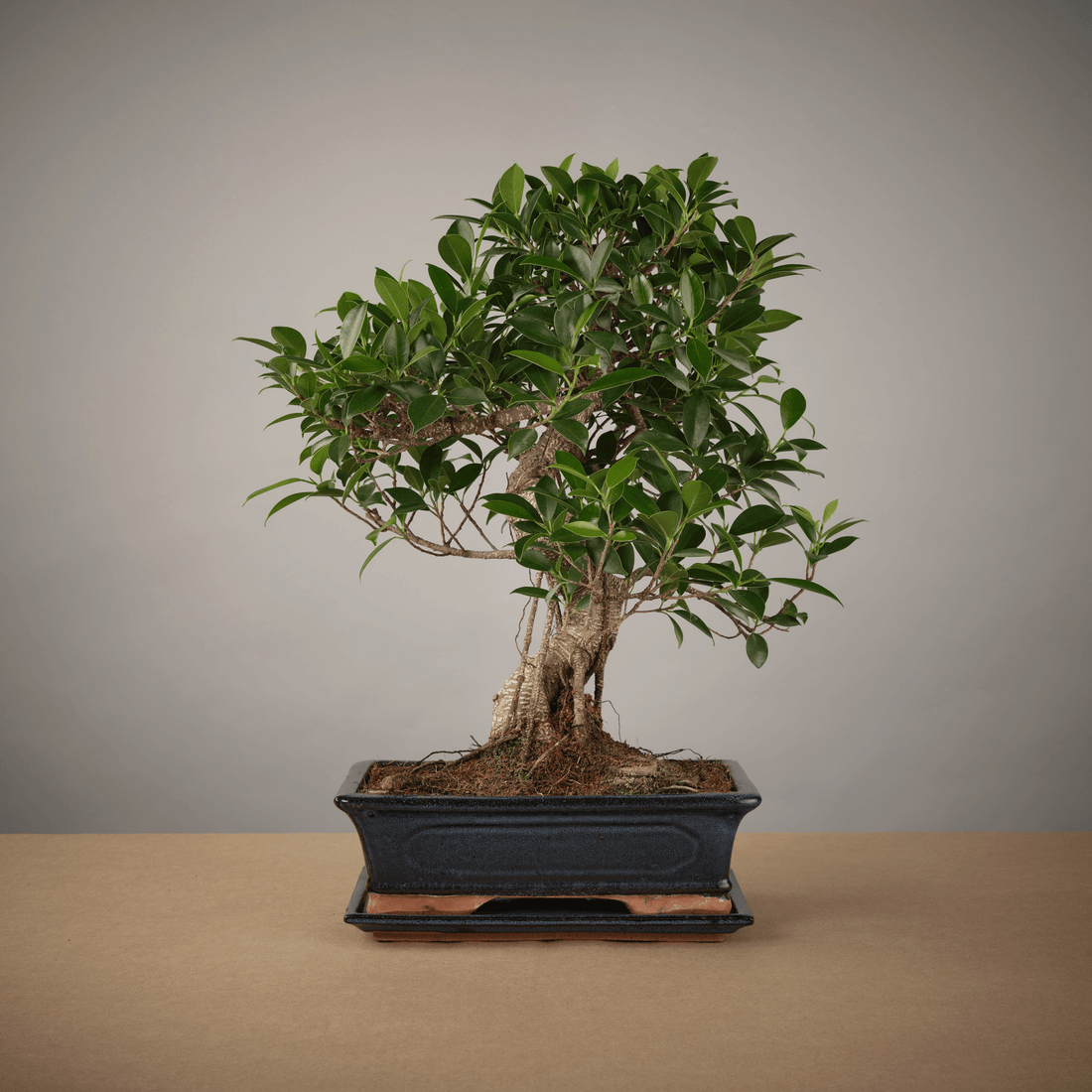 Big Ficus Starter Set - The Bonsaïst