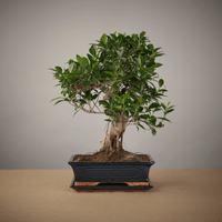 Big Ficus Starter Set - The Bonsaïst