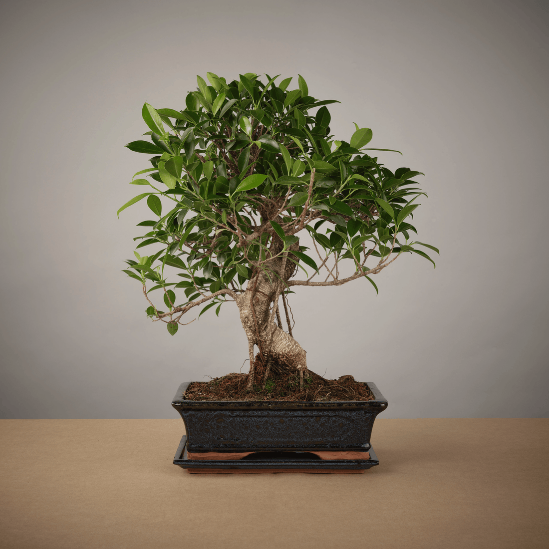 Big Ficus Starter Set - The Bonsaïst