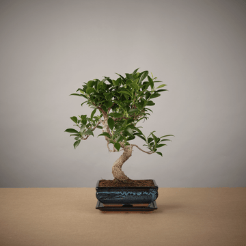 Bonsai of Yugen (20cm Ficus) - The Bonsaïst