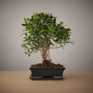 Bonsai of Yugen (30cm Ficus) - The Bonsaïst
