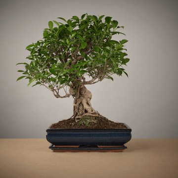 Bonsai of Yugen (40cm Ficus) - The Bonsaïst