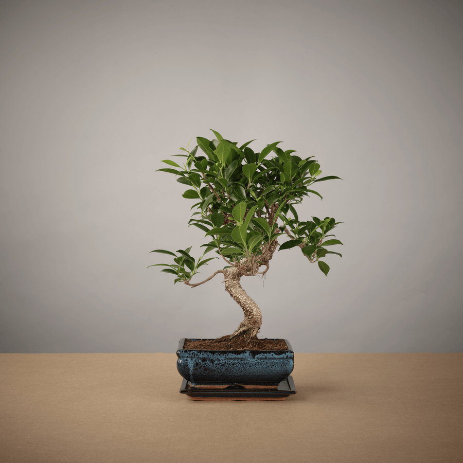 Small Ficus Starter Set - The Bonsaïst