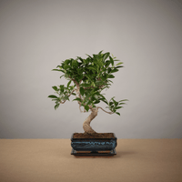 Small Ficus Starter Set - The Bonsaïst