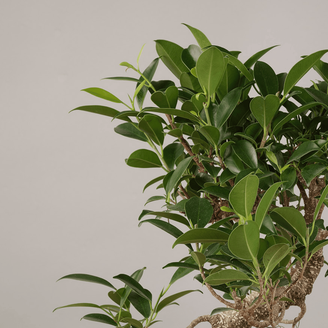 Small Ficus Starter Set - The Bonsaïst