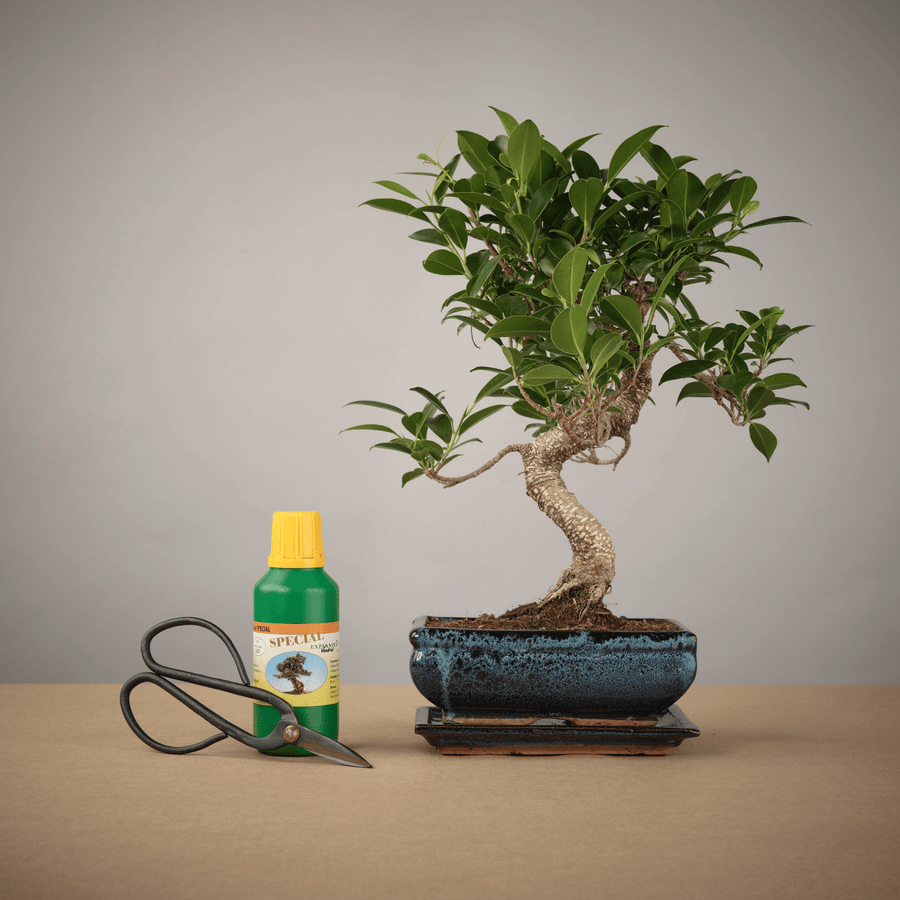 Small Ficus Starter Set - The Bonsaïst