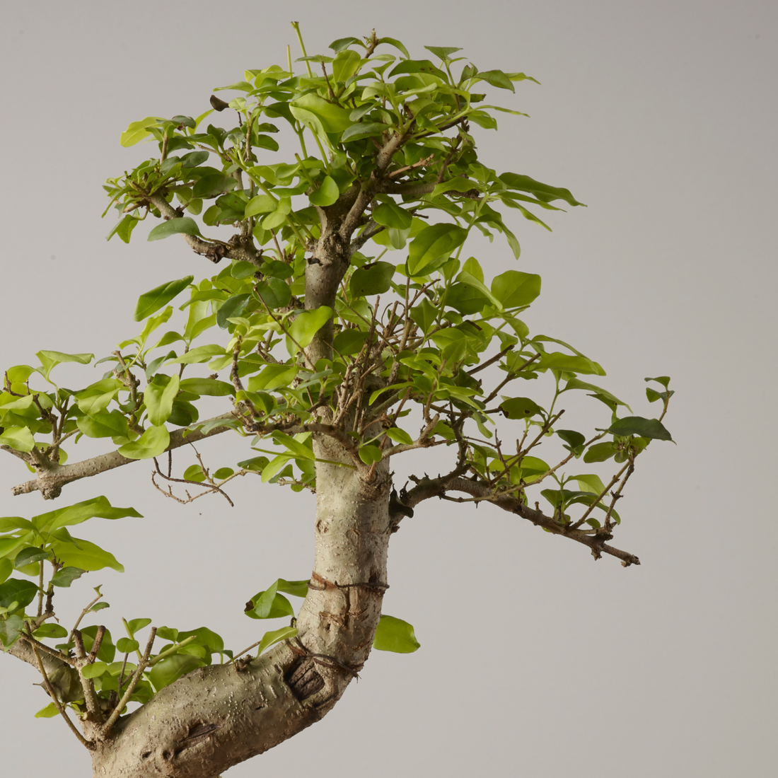 Bonsai of Komorebi - close up stem Ligustrum Sinensis