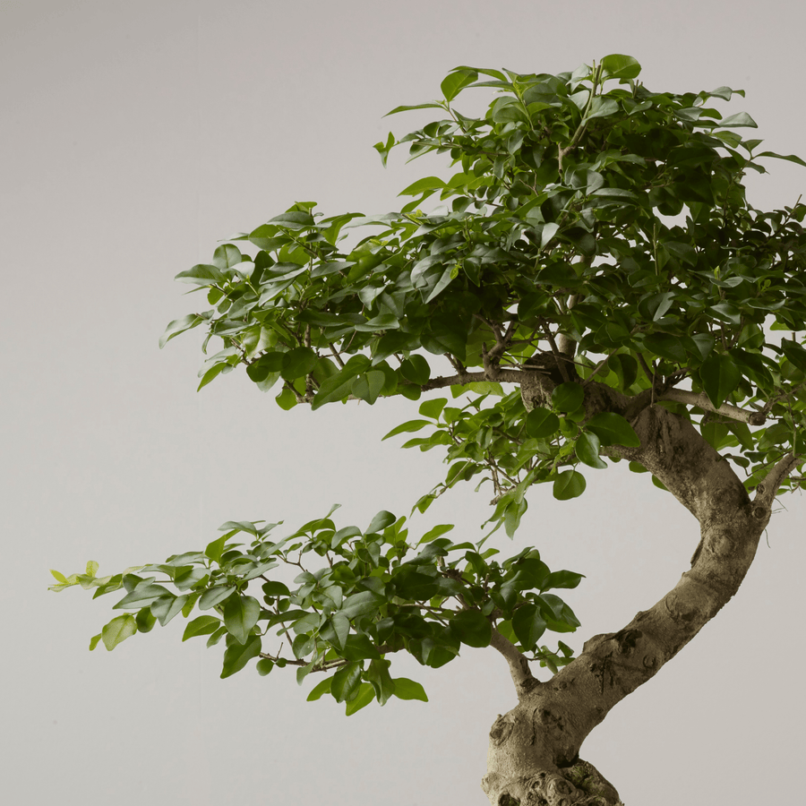 Bonsai of Gaman - The Bonsaïst