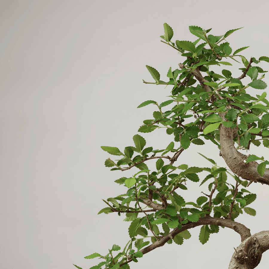 Bonsai of Yojimbo - The Bonsaïst